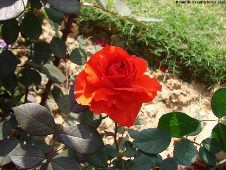 RUBY RED ROSE - alone, red, leaves, rose