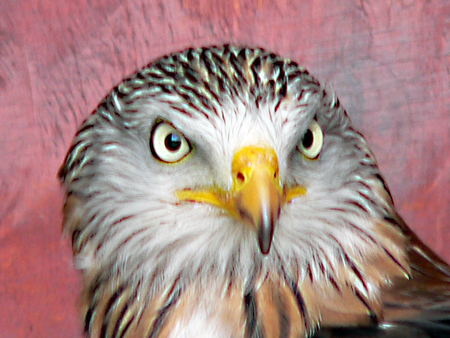 Red Kite - birds, kite, red, prey, animals