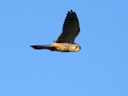 Hovering Kestral - prey, birds, animals, falcon