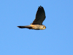 Hovering Kestral