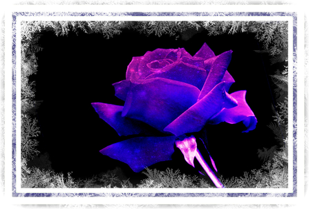 blue glow rose - nature, rose, blue, flower