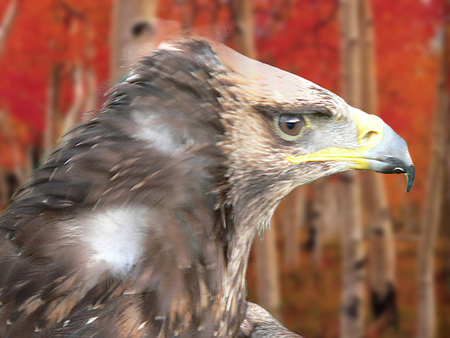 Steppes Eagle - eagle, birds, raptor, animals