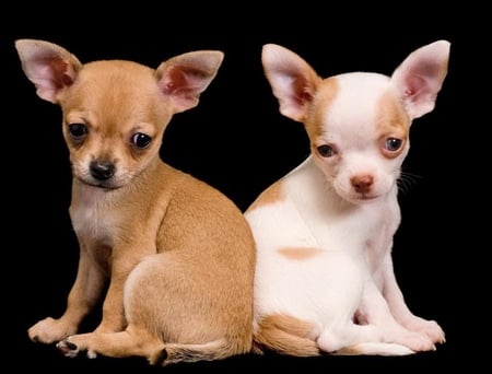 TWO CUTE PUPS - dogs, chihuahua, canine, cute, puppies, puppy