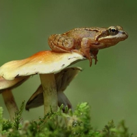 FROG ON MUSHROOM