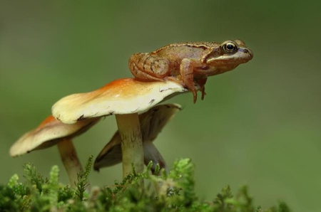 FROG ON MUSHROOM - reptile, amphibian, mushroom, frog