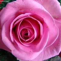 Pretty Pink Rose.