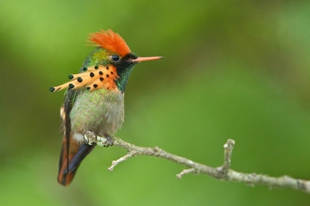 TUFTED COQUETTE HUMMINGBIRD - bird, flight, humming bird, feathers, wildlife