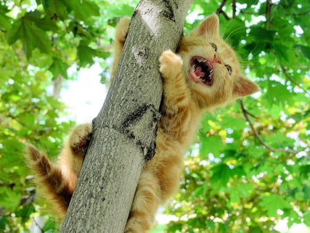 Heeeelp ! - nature, cute, animals, cats