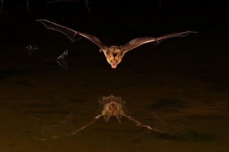 BAT WITH REFLECTION - wildlife, brown, rodent, reflection, bat, flight