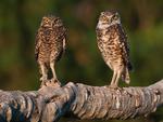 TWO OWLS