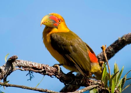 STRANGE BIRD - colorful, wildlife, feathers, bird