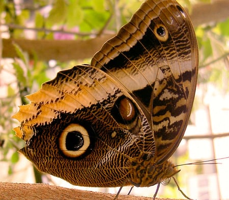 Pretty Butterfly - nature, pretty, animals, butterflies