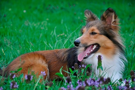 WILD CHILD COLLIE - collie, wild, dog, pet, cute