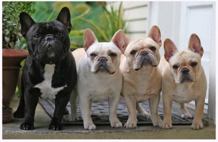 NEIGHBORHOOD BULLIES - dogs, bullies, bull dogs, pets