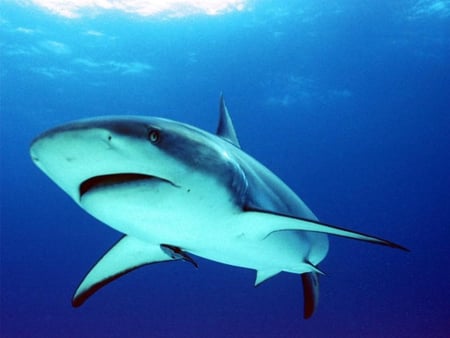 Deep down, the shark just wanders around! - sea animals, ocean, sharks, animals