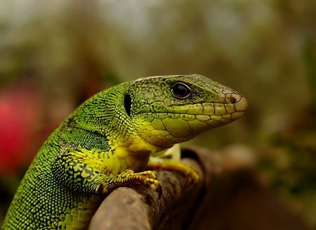 Lizard on the tree - lizard, animals, reptiles, animal wallpapers