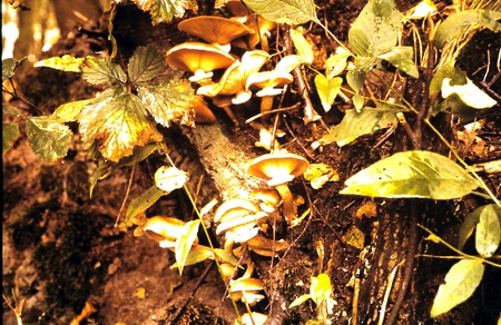 Mushrooms growing in the tree - nature, mushroom, forrest, autumn, tree