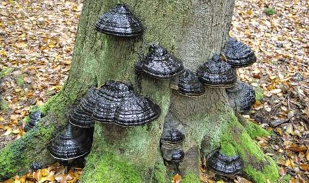 Mushrooms at the base of a tree - nature, mushrooms, forest, blue, tree