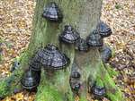 Mushrooms at the base of a tree