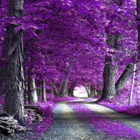 Purple-Forest