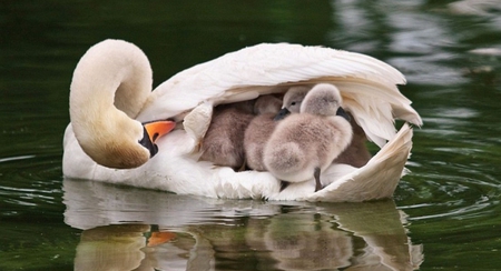 Swans - cygne, swan, lake, little swans, other, young, animals, family