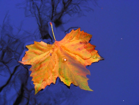 Floating Leaf - picture, autumn, cool, floating, leaf