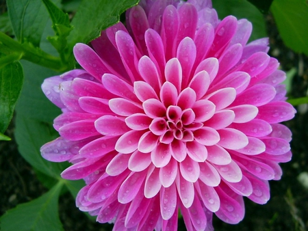 Pink Flower - picture, flower, pink, beautiful