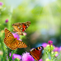 beautiful butterflies