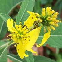 Yellow Flower