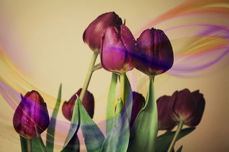 Tulips - flowers, tulips, colors, nature