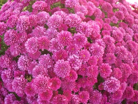 Pink Mums - nature, autumn, fall, pink, bush, plant, flowers, mums