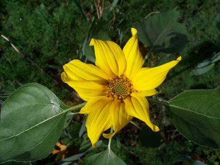 Sunflower - flower, yellow, sun flower, close up