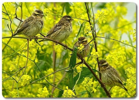 Birds in Yellow - picture, in yellow, beautiful, flowers, bird