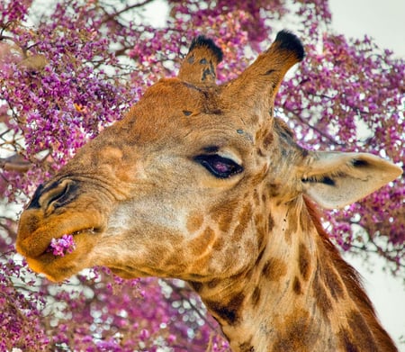 Giraffe - flowers, nature, animals, giraffe