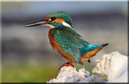 Kingfisher - beautiful, kingfisher, bird, picture