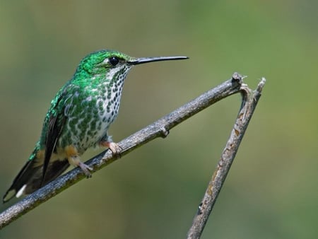 Green Bird - bird, picture, humming, green, cool