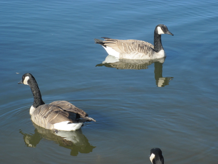 Canada Geese on the Lake - geese, black, grey, white, Photography, Birds