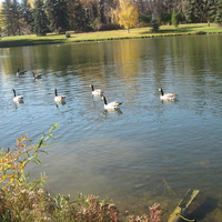 Canada Geese swim  freedom on the Lakes 