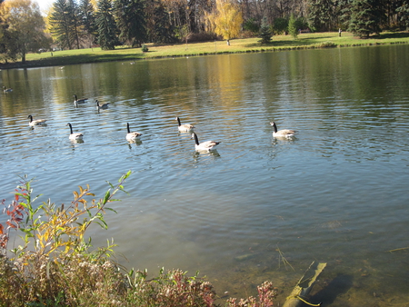 Canada Geese swim  freedom on the Lakes  - geese, trees, Lakes, green, grass, Photography, Birds