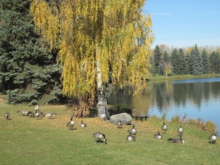 Canada Geese at the Park Edmonton , Alberta  - fields, lakes, lake, forests, trees, photography, geese, park