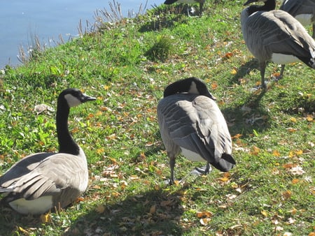 Canada Geese on a sunny day - lakes, grey, photography, geese, green, grass, black