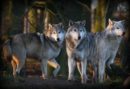 Brothers - winter, spirit, wolf, beautiful, majestic, canine, snow, dog, friendship, pack, mythical, howl, grey wolf, grey, brothers