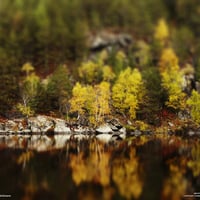 Gold and Green Foliage