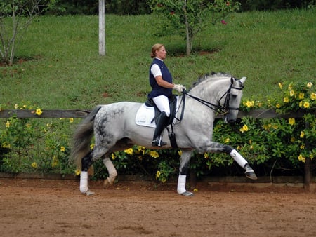 Dressage lusitano! - horses