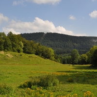 Green Trees and Grass