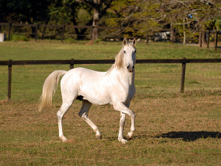 Beautiful lusitano:) - horses