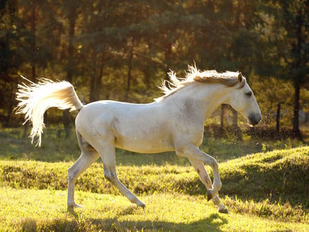 perdigueiro_mac - horses