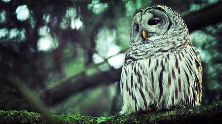 Owl - owl, tree, birds wisdom, wallpaper