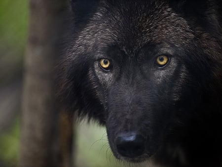 The Wolf - winter, spirit, wolf, beautiful, majestic, canine, dog, friendship, pack, mythical, howl, grey wolf, grey