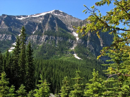 Mountain - evergreens, trees, mountain, sky